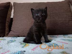 Poklanjam Petoro Muških Mačića